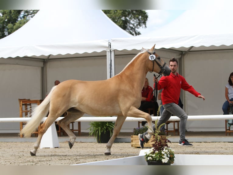 Haflinger Mare  14,3 hh Chestnut-Red in Willingen (Upland)