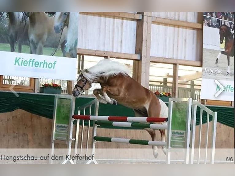 Haflinger Mare  14,3 hh Chestnut-Red in Willingen (Upland)