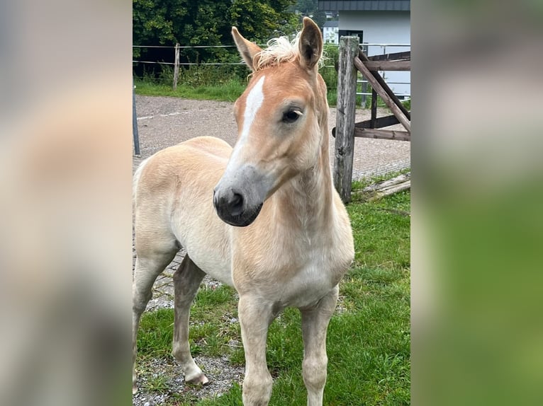 Haflinger Mare  14,3 hh Chestnut-Red in Willingen (Upland)