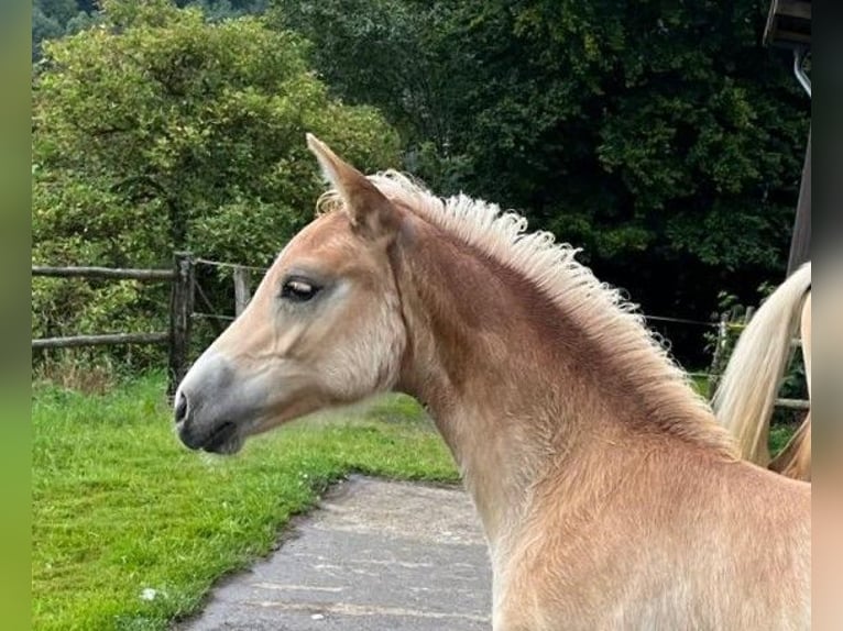 Haflinger Mare  14,3 hh Chestnut-Red in Willingen (Upland)