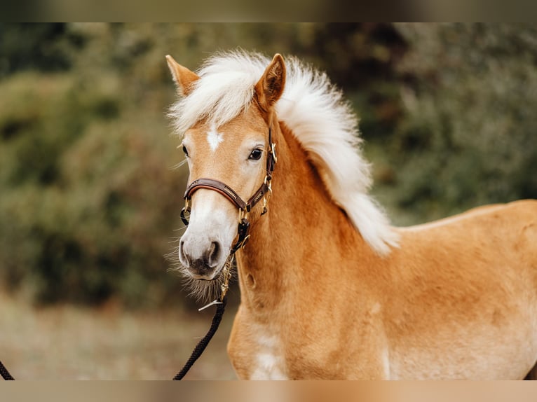 Haflinger Mare Foal (03/2024) 14,3 hh in Trebbin