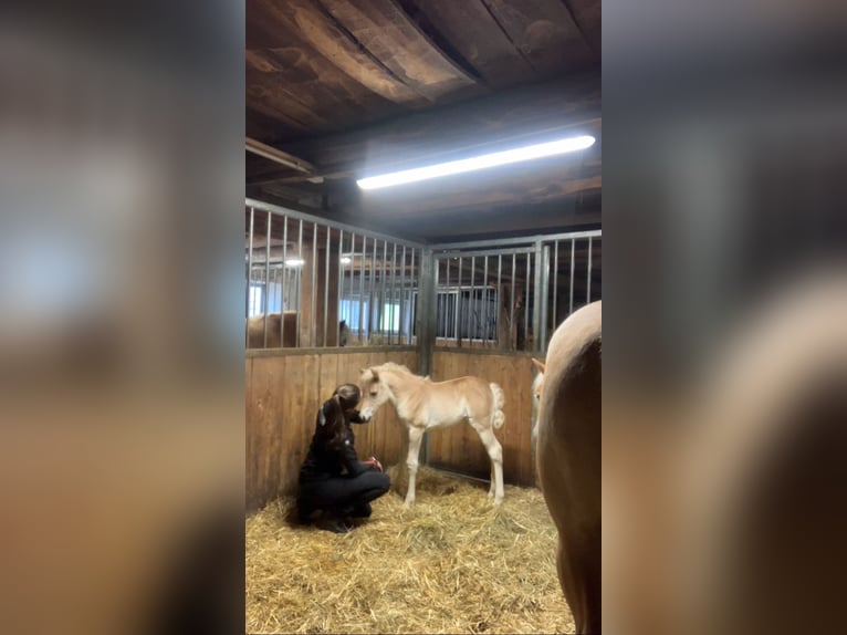 Haflinger Mare Foal (05/2025) 14,2 hh Chestnut-Red in Tamsweg