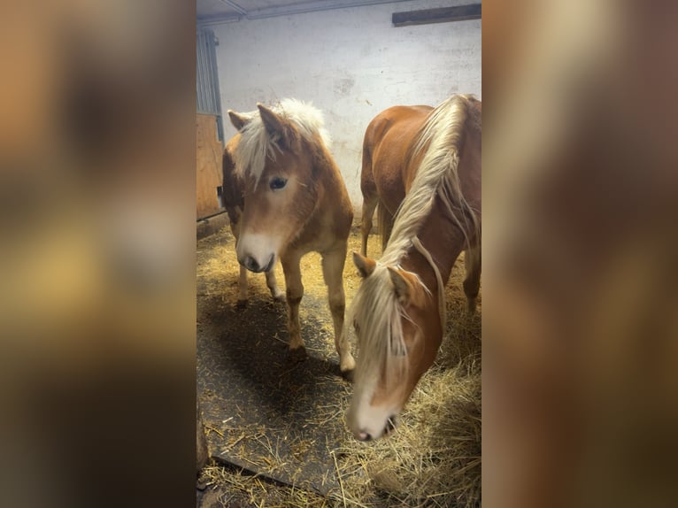 Haflinger Mare Foal (05/2025) 14,2 hh Chestnut-Red in Maria Lankowitz