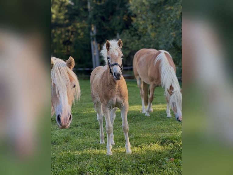 Haflinger Mare Foal (05/2025) 14,2 hh Chestnut-Red in Maria Lankowitz