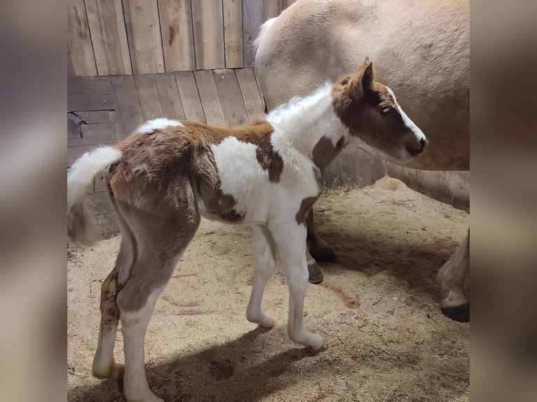 Haflinger Mix Mare Foal (03/2024) 15,1 hh Pinto in Längenfeld