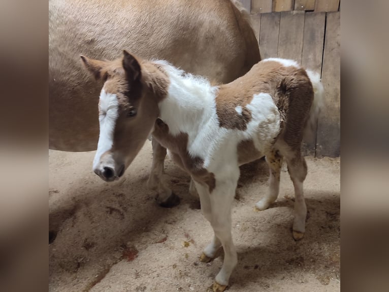 Haflinger Mix Mare Foal (03/2024) 15,1 hh Pinto in Längenfeld