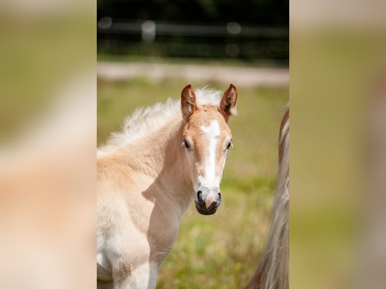 Haflinger Mare Foal (05/2025) 15,1 hh Chestnut-Red in Karlsbad
