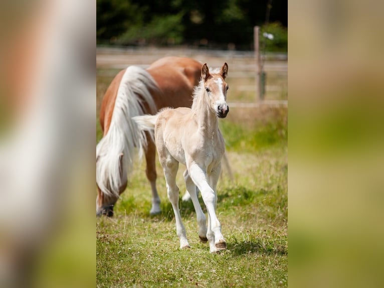 Haflinger Mare Foal (05/2025) 15,1 hh Chestnut-Red in Karlsbad
