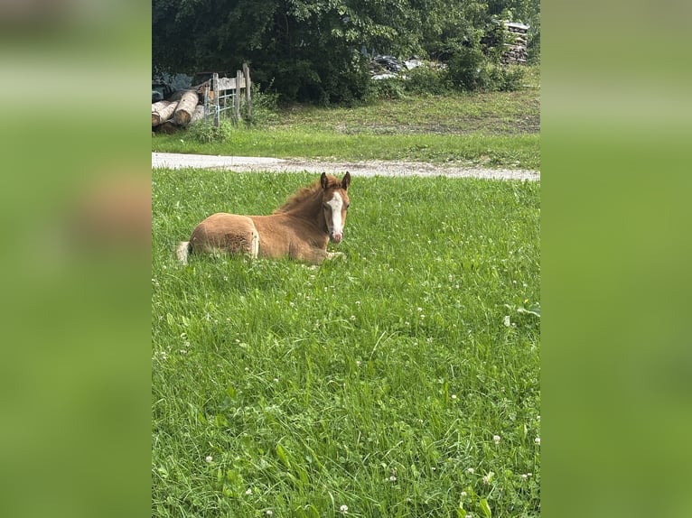 Haflinger Mix Mare Foal (05/2025) Chestnut in Großraming Haflinger Mix Mare Foal (05/2025) Chestnut in Großraming