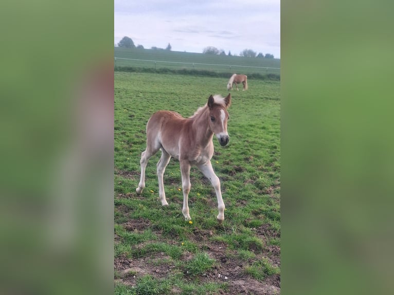 Haflinger Mare Foal (03/2025) Chestnut-Red in Dingolfing