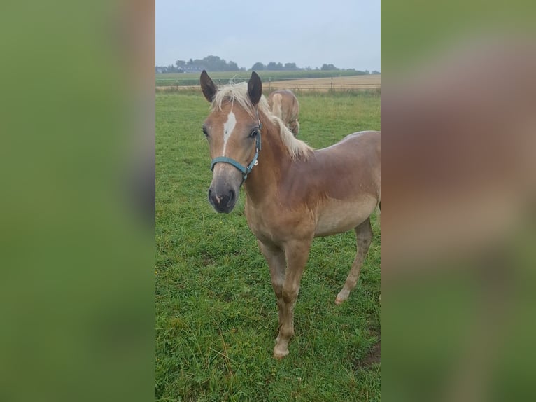 Haflinger Mare Foal (03/2025) Chestnut-Red in Dingolfing