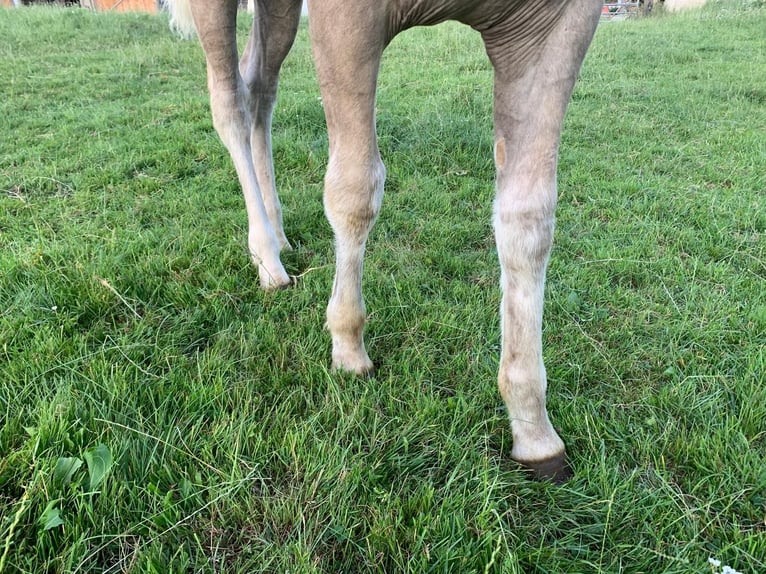Haflinger Mare  Chestnut-Red in P&#xF6;llau