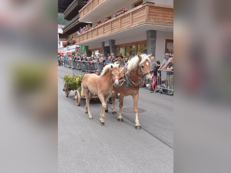 Haflinger Mare Foal (04/2025) Chestnut-Red in Radstadt