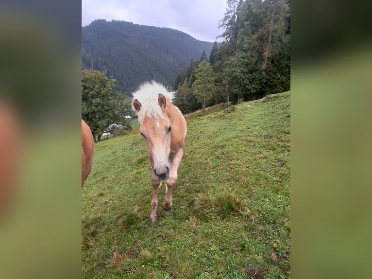 Haflinger Mare Foal (04/2025) Chestnut-Red in Radstadt