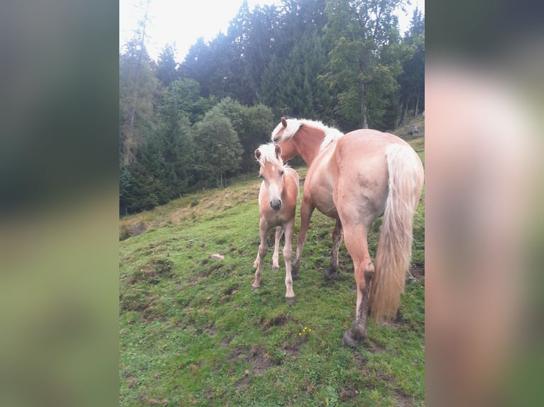 Haflinger Mare Foal (04/2025) Chestnut-Red in Radstadt