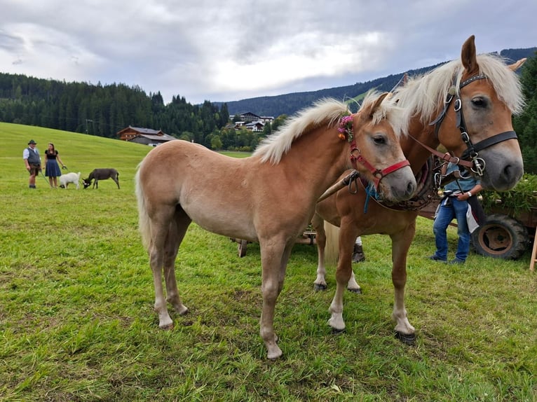 Haflinger Mare Foal (04/2025) Chestnut-Red in Radstadt