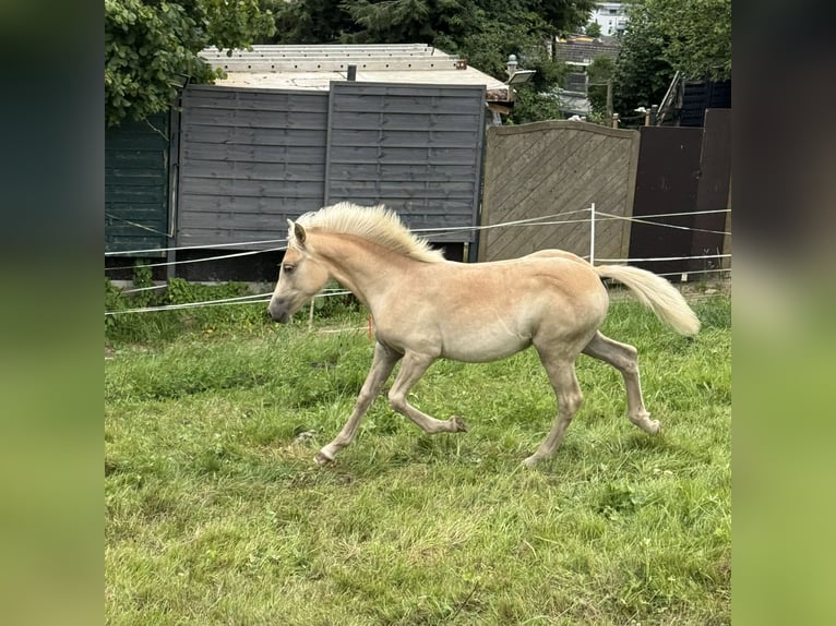 Haflinger Mare Foal (03/2025) Chestnut-Red in Staufenberg