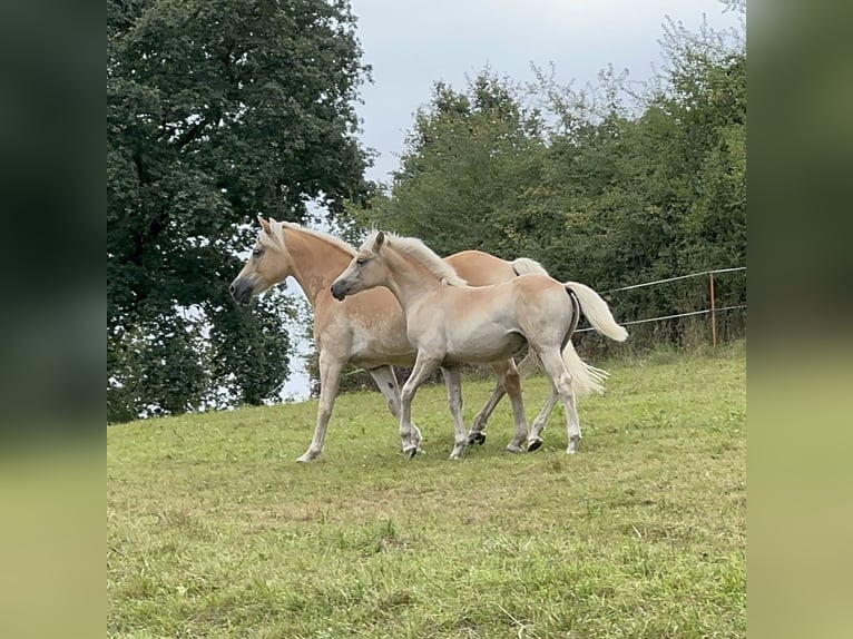 Haflinger Mare Foal (03/2025) Chestnut-Red in Staufenberg