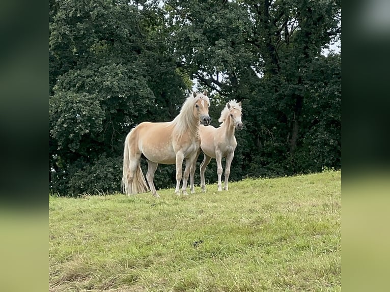 Haflinger Mare Foal (03/2025) Chestnut-Red in Staufenberg