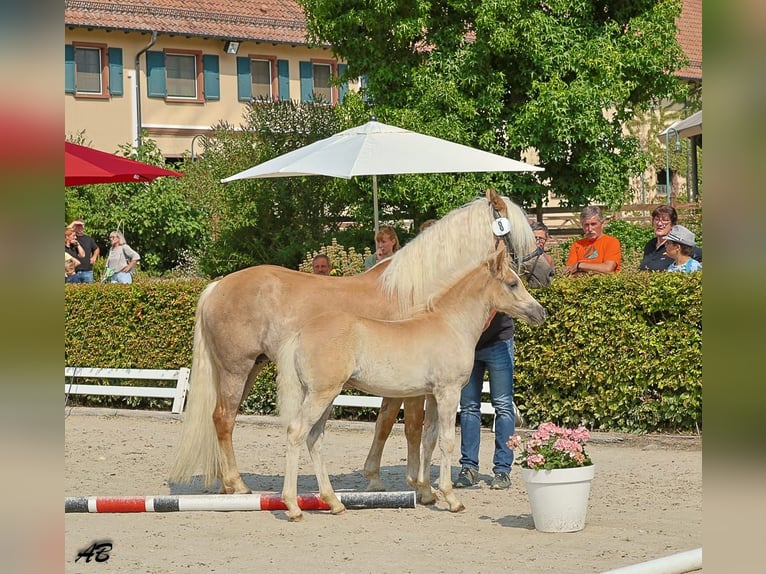 Haflinger Mare Foal (01/2026) Chestnut-Red in Brücken