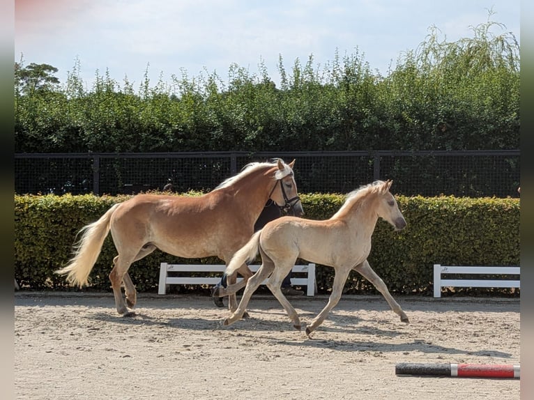 Haflinger Mare Foal (01/2026) Chestnut-Red in Brücken