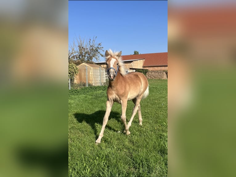 Haflinger Mare Foal (04/2025) Chestnut-Red in Zerbst