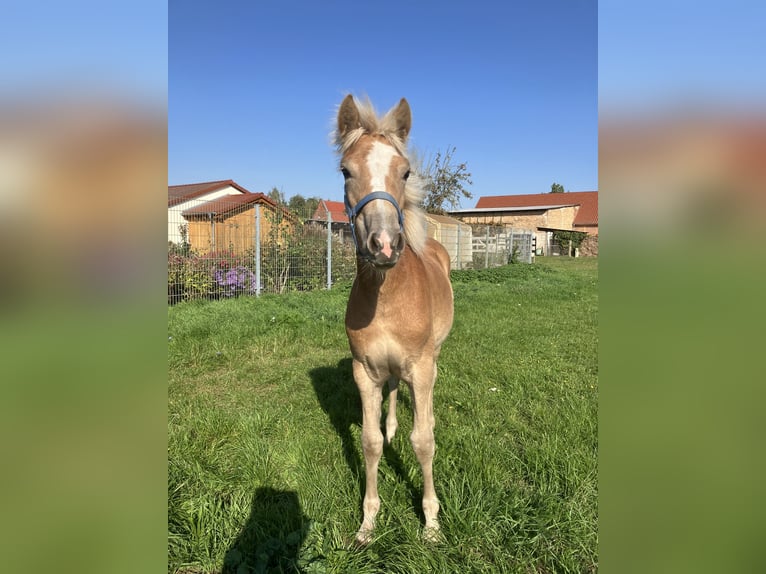 Haflinger Mare Foal (04/2025) Chestnut-Red in Zerbst