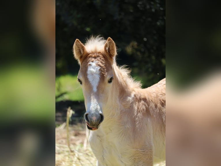 Haflinger Mare Foal (04/2026) Chestnut-Red in Nova Siri
