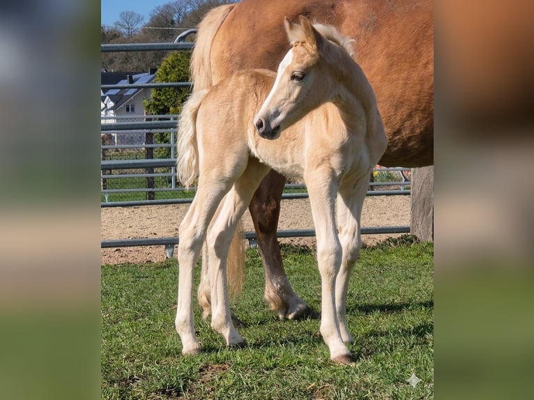 Haflinger Mare Foal (03/2026)  in Borchen