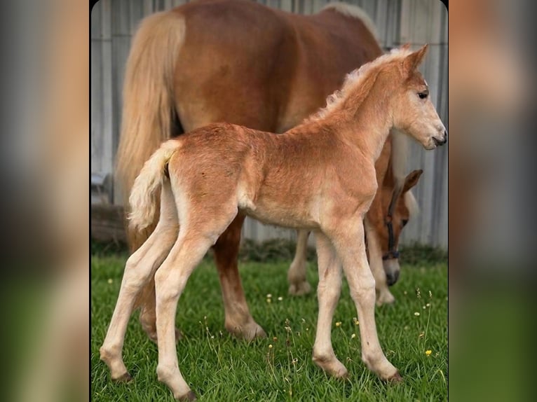Haflinger Mare Foal (03/2026)  in Borchen