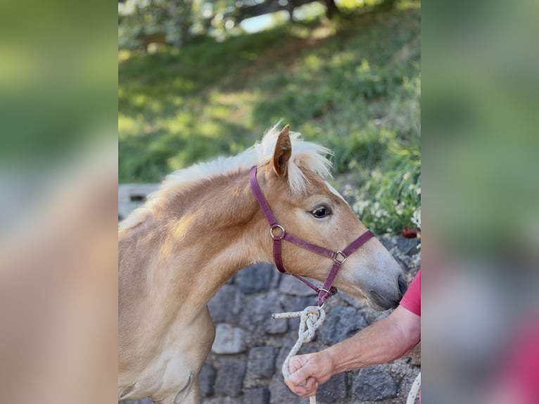 Haflinger Mare Foal (03/2026)  in Mölten