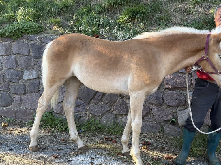 Haflinger Mare Foal (03/2026)  in Mölten