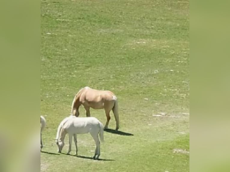 Haflinger Mare Foal (05/2026)  in Ramsau im Zillertal