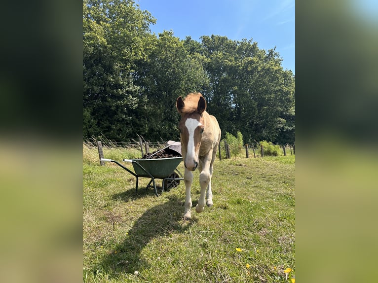 Haflinger Mix Mare Foal (04/2024) Palomino in Velserbroek