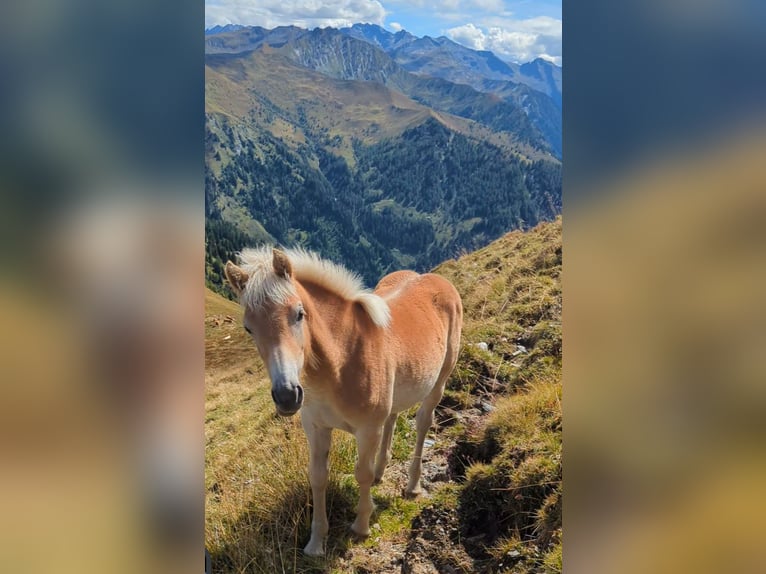 Haflinger Mare Foal (03/2025) Sorrel in Gro&#xDF;arl