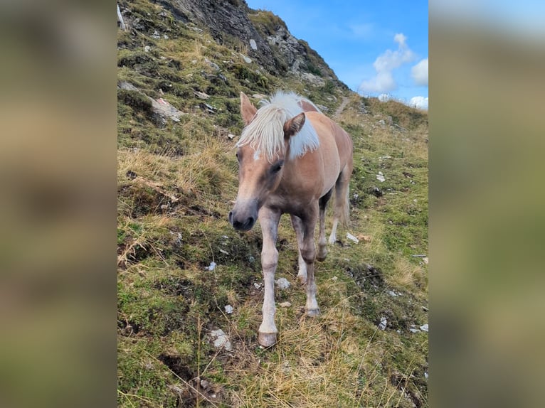 Haflinger Mare Foal (03/2025) Sorrel in Gro&#xDF;arl