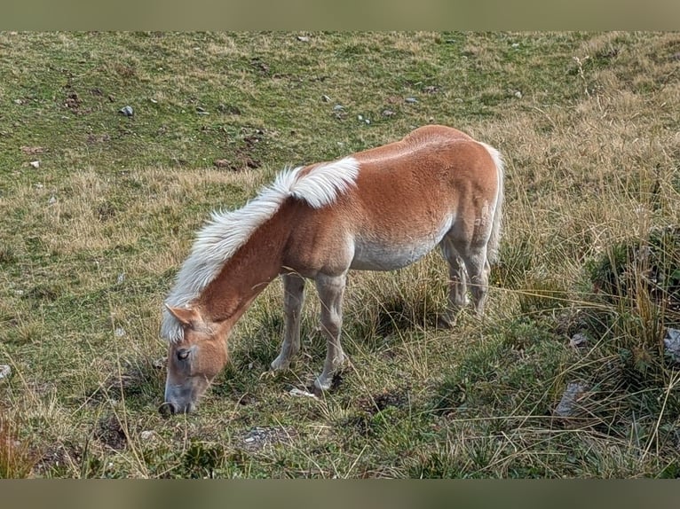 Haflinger Mare Foal (03/2025) Sorrel in Gro&#xDF;arl