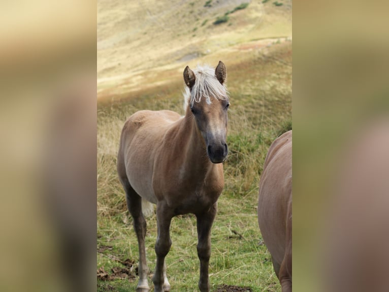 Haflinger Mare Foal (03/2025) Sorrel in Gro&#xDF;arl