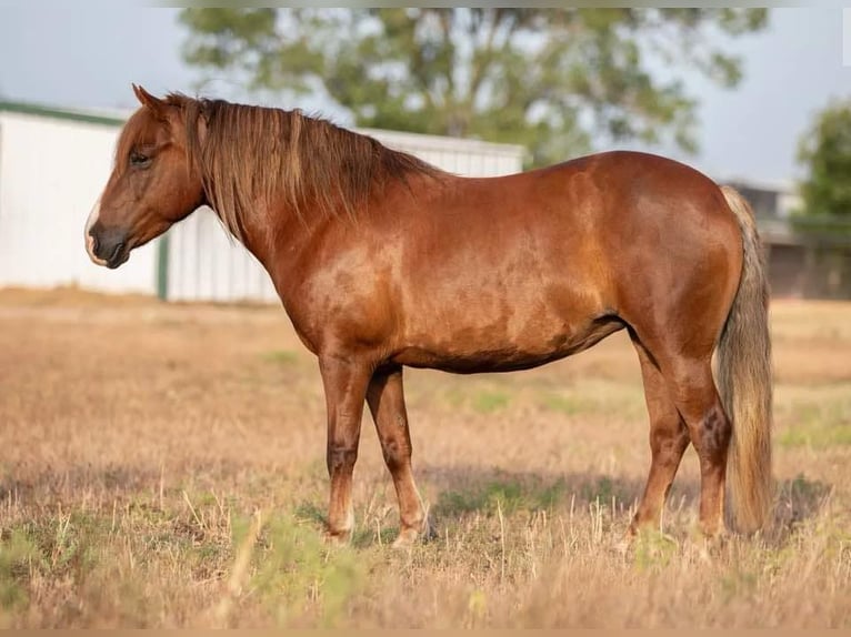 Haflinger Mix Merrie 10 Jaar 132 cm Donkere-vos in Cleburne, TX