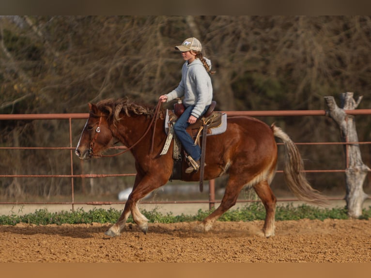 Haflinger Mix Merrie 10 Jaar 132 cm Donkere-vos in Cleburne, TX