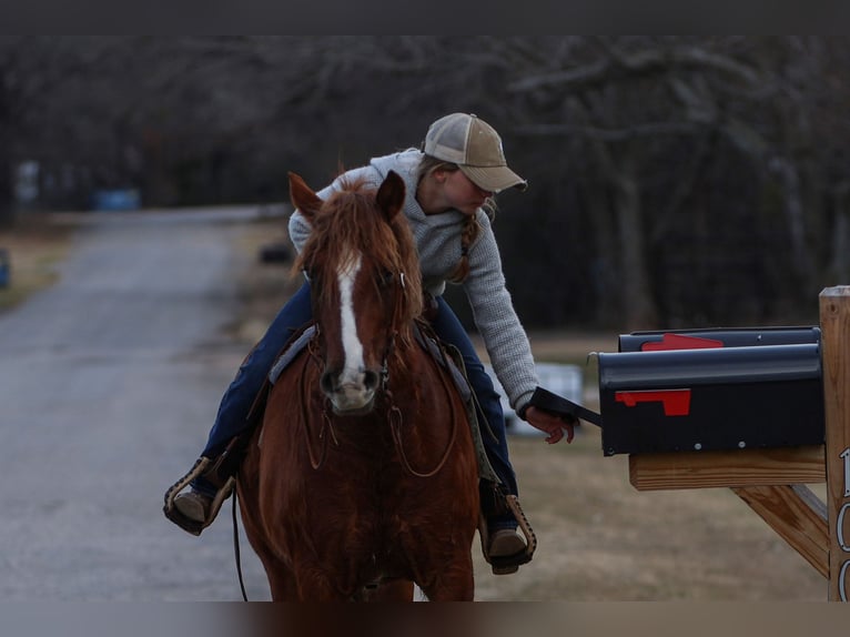 Haflinger Mix Merrie 10 Jaar 132 cm Donkere-vos in Cleburne, TX