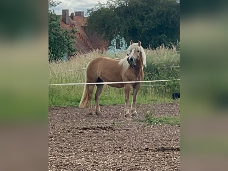 Haflinger Merrie 10 Jaar 145 cm  in Külbingen
