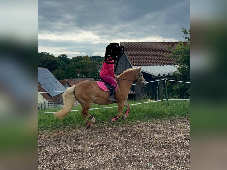 Haflinger Merrie 10 Jaar 145 cm  in Külbingen