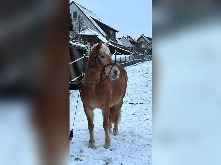 Haflinger Merrie 10 Jaar 145 cm  in Külbingen