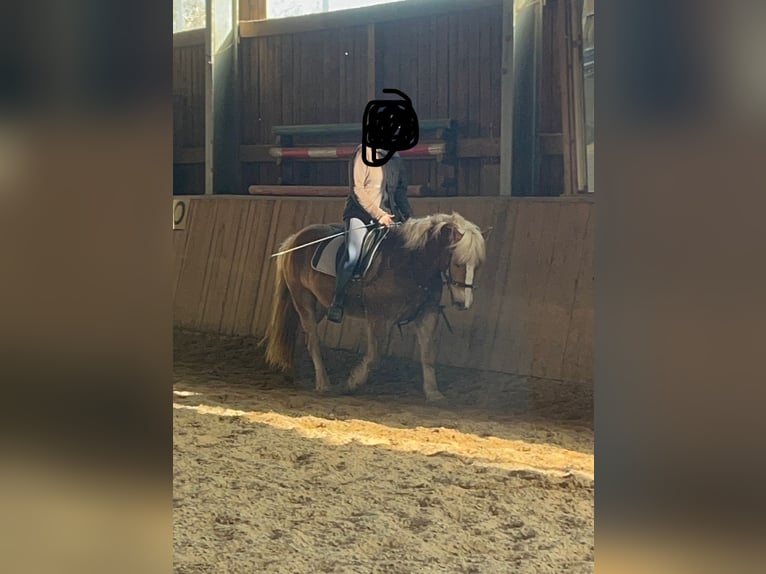 Haflinger Merrie 10 Jaar 146 cm  in Külbingen