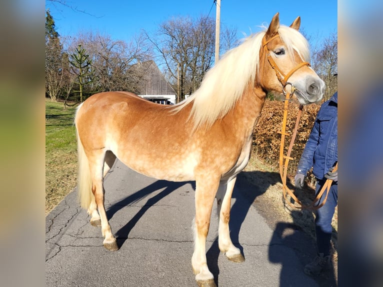 Haflinger Merrie 10 Jaar 146 cm Vos in Meinerzhagen