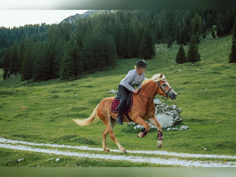 Haflinger Merrie 10 Jaar 147 cm  in Škofljica