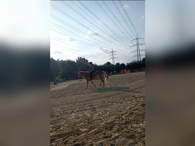 Haflinger Merrie 10 Jaar 147 cm Vos in Rees