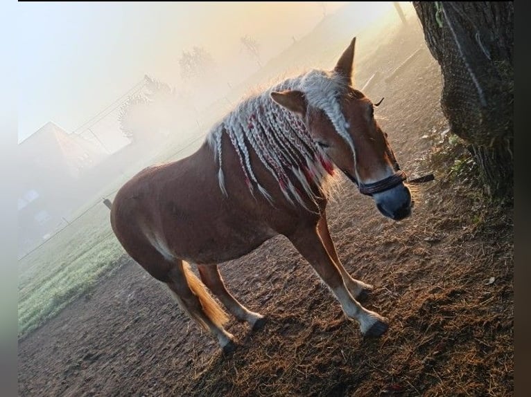 Haflinger Merrie 10 Jaar 147 cm Vos in Rees
