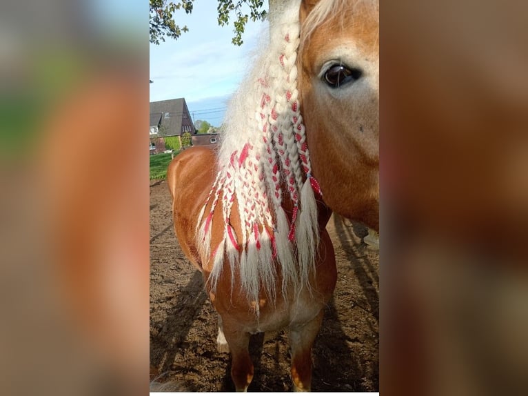 Haflinger Merrie 10 Jaar 147 cm Vos in Rees